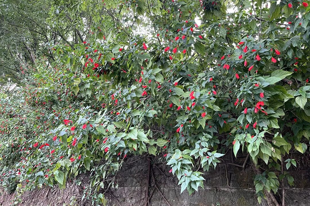 image5.jpeg