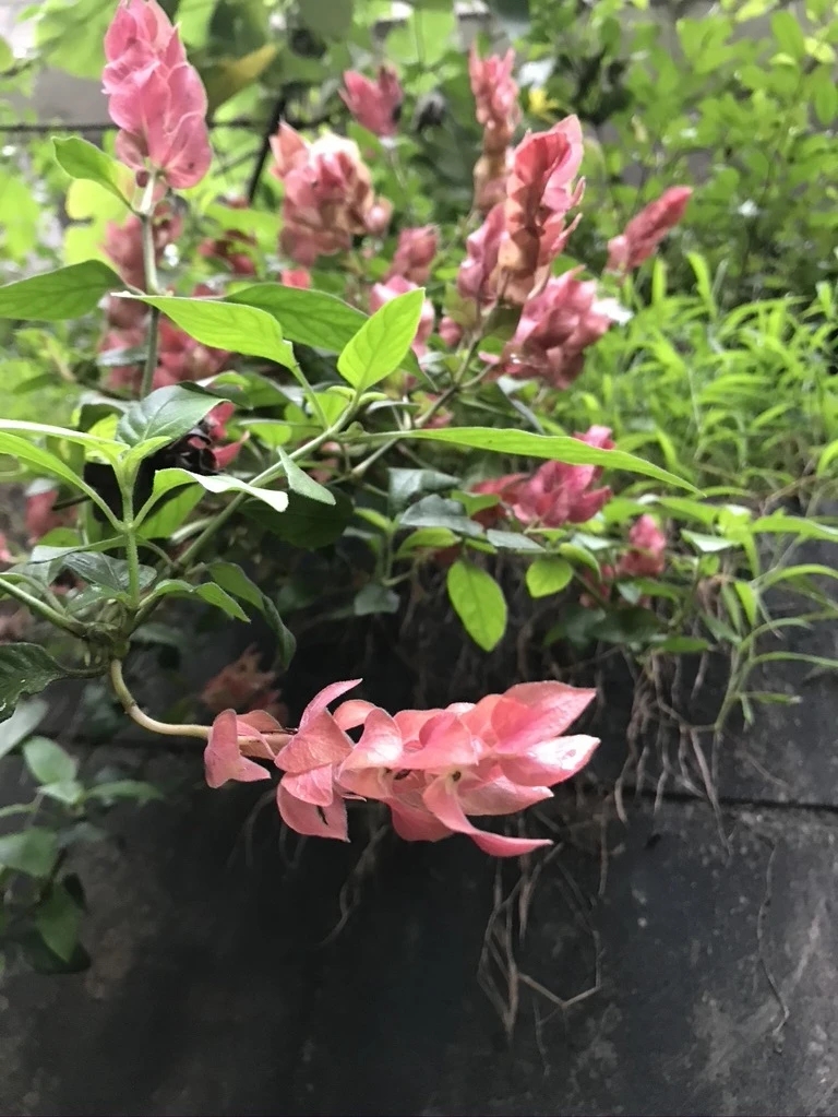 image1.jpeg
